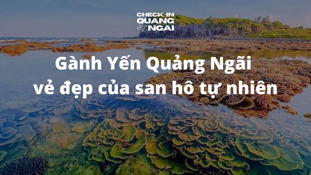 Ngắm nhìn san hô tự nhiên tuyệt đẹp tại Gành Yến Quảng Ngãi